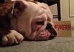 buy my bulldog Layla her favorite cookies for a job well done small2