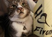 take picture of my pet schnauzers with your message small2
