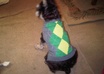 take a picture of my mini schnauzer dog with your message small2