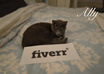 take a picture of your logo or text with my cute kittens small2