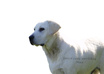 remove background of your 3 pet photos in less than 24 hours small2