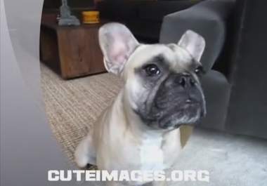 professionally watermark your videos as you wish big2
