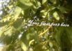 make a Beautiful Nature themed HD Intro video small2
