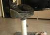 take an adorrable Kitten fan sign small2