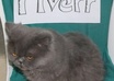 take 3 pictures of my grey persian cat OR my white pekingese dog with your sign to promote your business or website small2