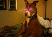 add Laser Eyes to any photo you want updated with laser eyes small2