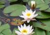 send you my 20 best flower pictures small2