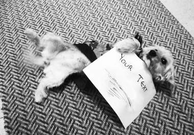 take an Awesome Retro picture of my Terrier holding a Fan Sign with your message big2