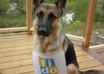 take incredible pictures of my dog holding your message, website, logo, fan sign or whatever you like small2