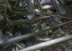 make your friends believe you got lost in the rain forest small2