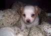 let you use an image of my cute dog small2