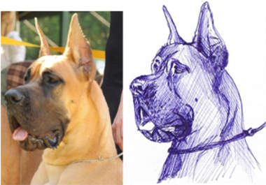 draw a Cute PORTRAIT of Your Pet or any Animal in Pen or Pencil big2