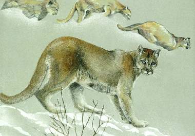 send you a jpg of my Animal Art big2