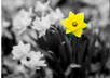 make TEN of your photos black and white small2
