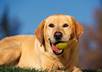send 60 high quality animals wall paper small2