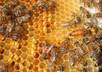 teach you about beekeeping successfully small2