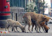 feed 5 stray dogs in India and give them love and happiness small2