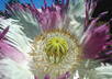 send u 100 Izmir Afghan Galania Papaver Somniferum Poppy Seeds small2