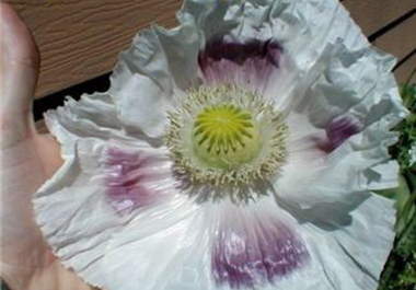 send u 500+ Giganteum Papaver Somniferum Poppy Seeds big2