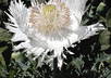 send u 300+ Heirloom White Fringed Petal Papaver Somniferum Poppy Flower Seeds small2