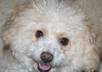 promote your company, site, or display any message with my dog small2