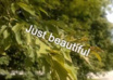 make a Beautiful Nature themed HD Intro video small3