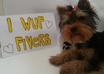 take a pic with YOUR message with my yorkie Nicca small3