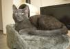 take an adorrable Kitten fan sign small3