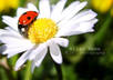 put watermark on your pictures small3