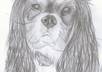 draw a photo realistic portrait of your pet small3