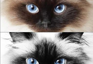 colour pop up to three photos big3