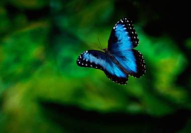 send 60 high quality animals wall paper big3
