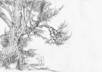 draw a random tree or trees on an envelope or index card and mail it to you small3