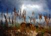turn your photo into an oil or watercolor painting small3