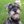 schnauzer