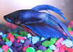 give The Ultimate Guide to Freshwater Aquariums small1