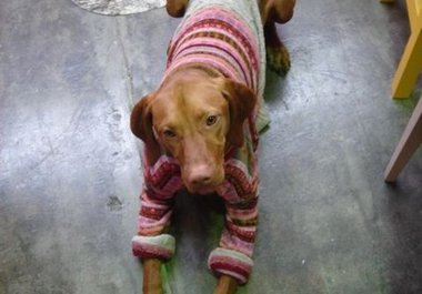 help you solve your Vizsla obedience training problems big1