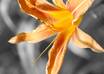 give your photo selective color small1
