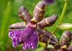 provide you with a set of 3 photo of amazing beautiful flowers