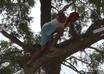 create a hd video on TREETOP by climbing up and showing your message small1