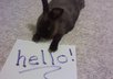 send you a picture of my fat rabbit holding a message from you small1