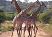 give you 15 Africa pictures that I took personally last year