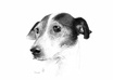 Sketches_of_animal_wallpapers_dog