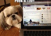 share your pet content to my Facebook Fan Page of 60K+ fans