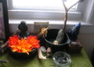 Voodoo_altar_6