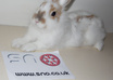 take pictures of my sweet bunnies with your message, logo or picture only small1