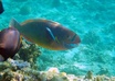 Volunteer_vacations_2