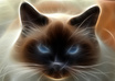 make a beautiful poster of your cat
