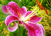 Lily