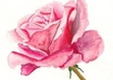 Rose5